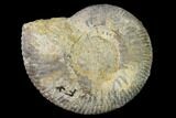 Bathonian Ammonite (Procerites) Fossil - France #152710-1
